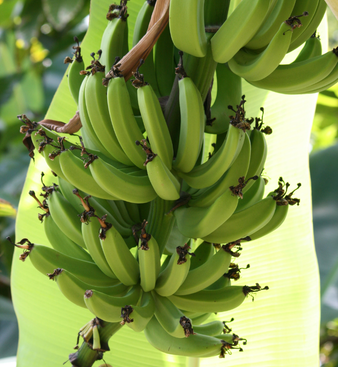 Raw banana Bunch